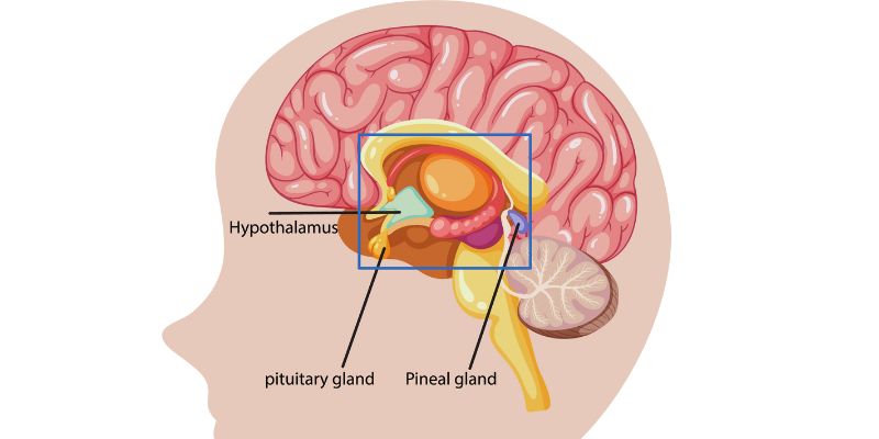 Understanding Acromegaly: Common Causes and Risk Factors You Should Know 